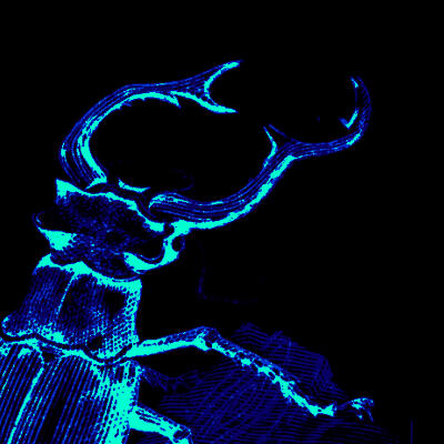 A bright blue and teal beetle on a black background.